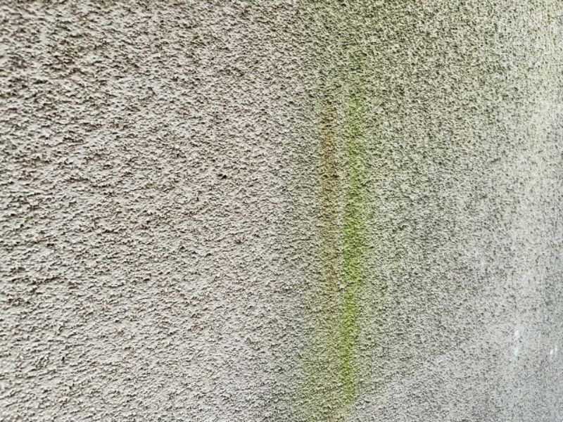外壁に苔が発生する原因を徹底解説｜放置のリスクとメンテナンス方法